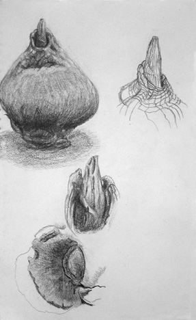 Tulip Study